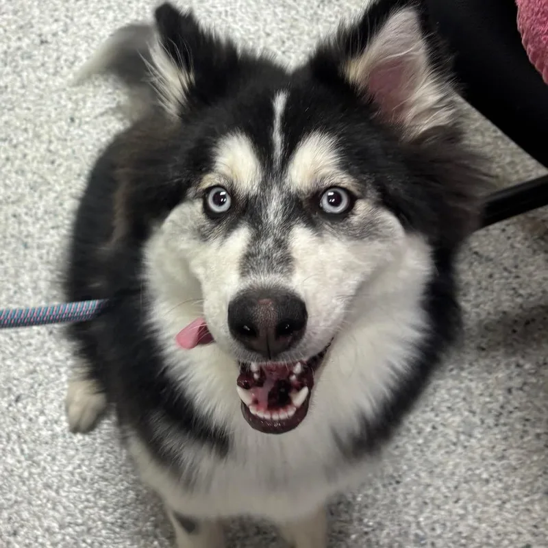 A young medium-sized female Black Husky dog named Runa for adoption in Reno, NV
