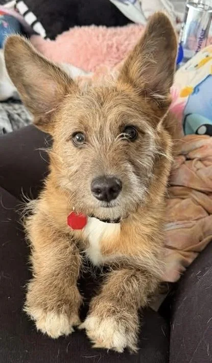 Valentino thumbnail 2