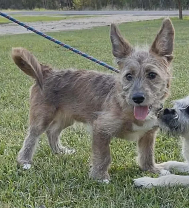 Valentino thumbnail 3