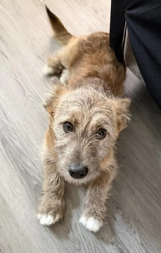 Valentino thumbnail 4