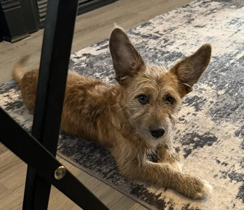 Valentino thumbnail 5