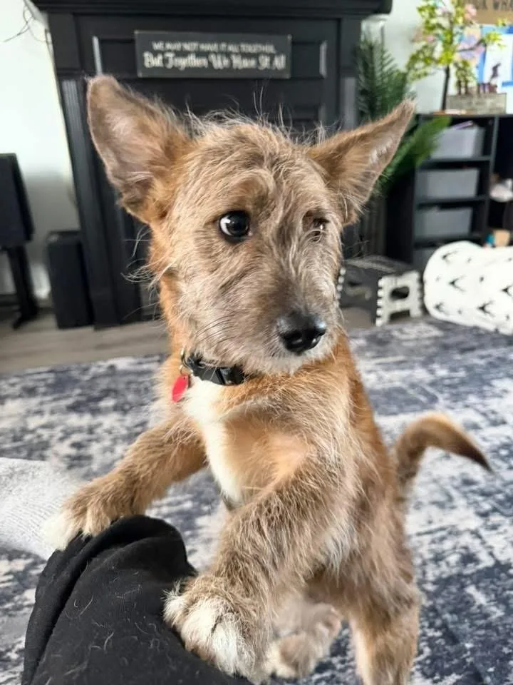 Valentino thumbnail 6