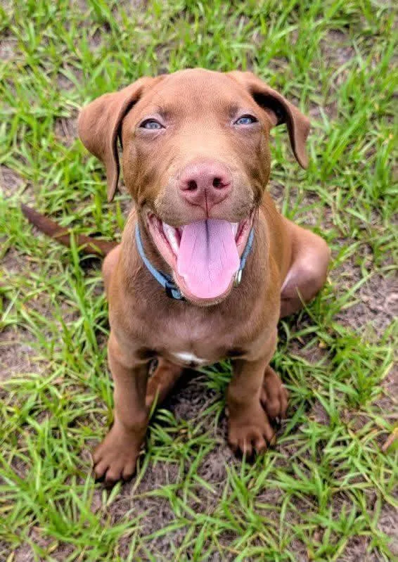 A baby large-sized male Labrador Retriever dog named Beckus for adoption in Tampa, FL