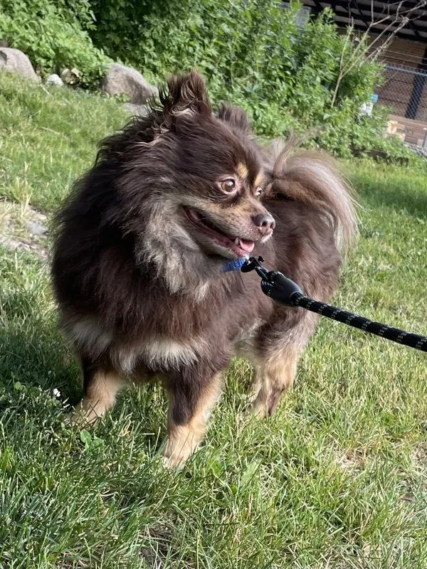 An adult small-sized male Pomeranian dog named Captain for adoption in Oakland, NJ