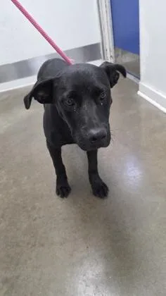 An adult large-sized male Labrador Retriever dog named Slade for adoption in New Orleans, LA