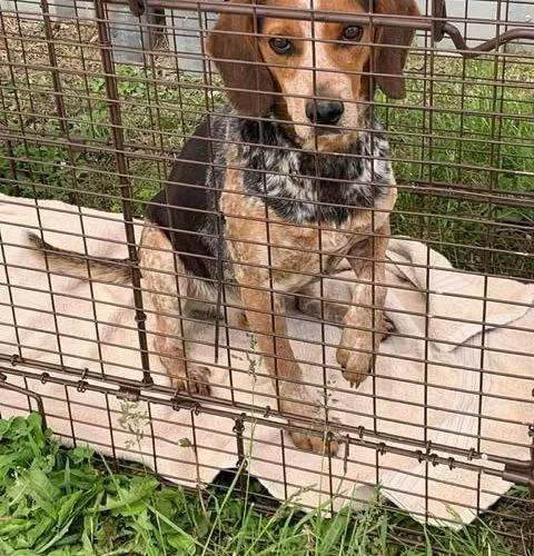 A young small-sized male Bicolor Beagle dog named Derby for adoption in Kent, WA