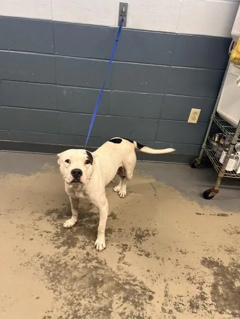 A young medium-sized female Pit Bull Terrier dog named Cassie for adoption in Tallahassee, FL