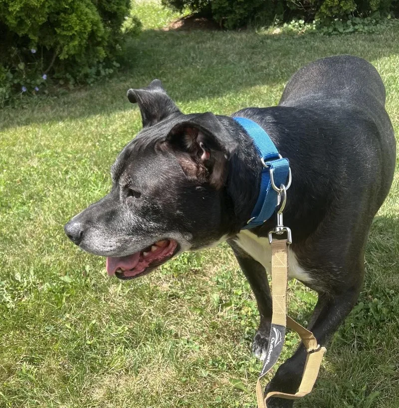 A senior large-sized male Black Mixed Breed dog named Rex for adoption in Jackson, MI