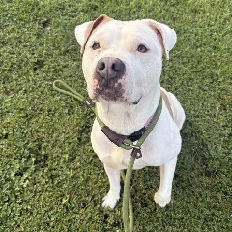 An adult large-sized female White / Cream Pit Bull Terrier dog named Eva for adoption in Mooresville, IN
