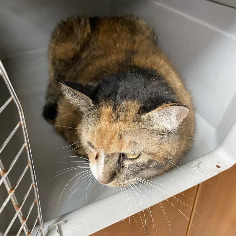 A senior large-sized female Calico Domestic Short Hair cat named Bertha for adoption in Norfolk, NE