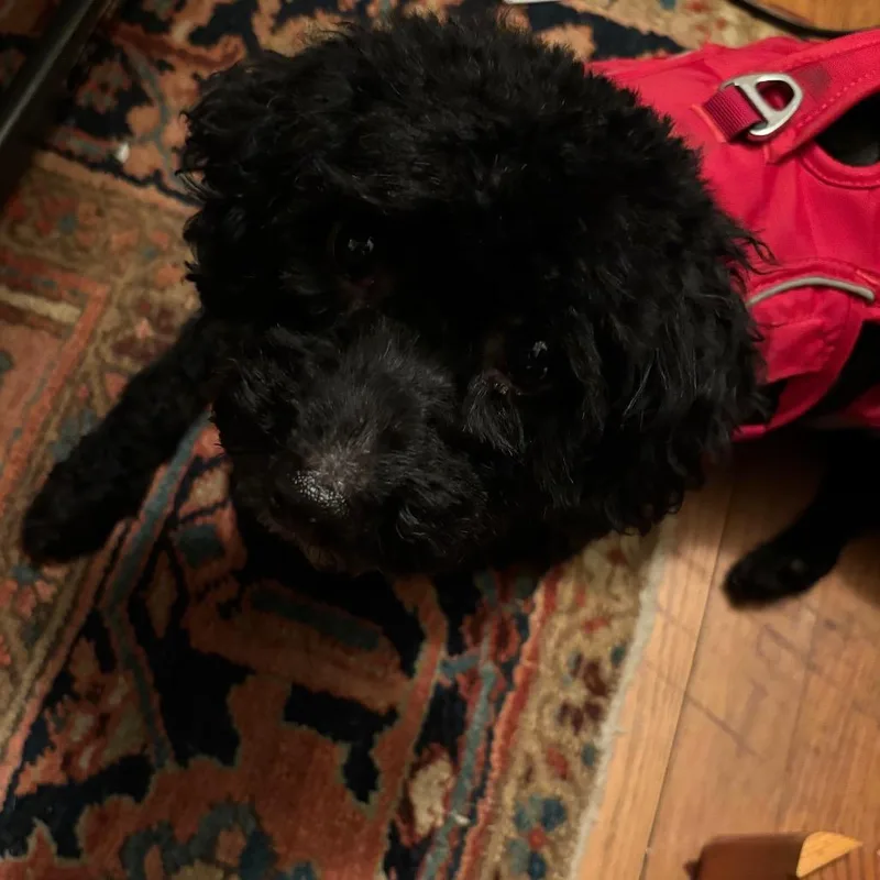 Choco thumbnail 3