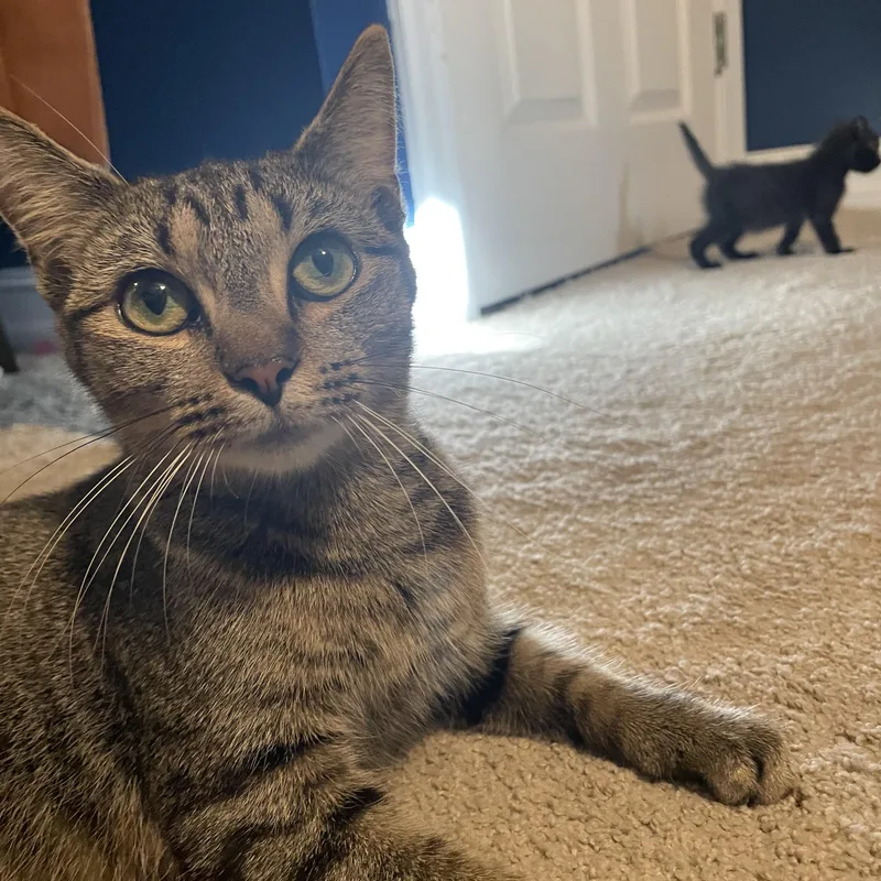 A young medium-sized female Tabby cat named Deja Vu for adoption in McKenzie, TN