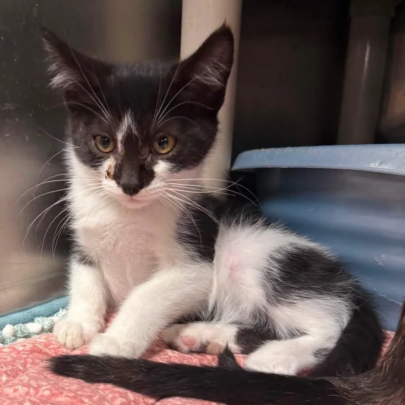 A baby medium-sized female Black & White / Tuxedo Domestic Short Hair cat named May for adoption in Wyandotte, MI