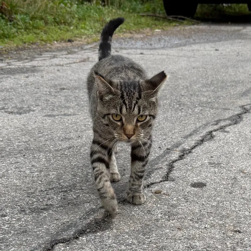 An adult small-sized male Brown / Chocolate Domestic Short Hair cat named James Dean for adoption in Granville, OH