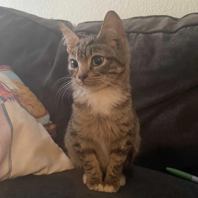A baby small-sized male Gray / Blue / Silver Domestic Short Hair cat named November for adoption in Waco, TX
