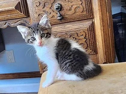 A baby small-sized male Domestic Medium Hair cat named Frost for adoption in Edgewood, NM