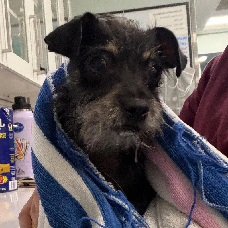 An adult small-sized female Terrier dog named Emi G for adoption in Chico, CA