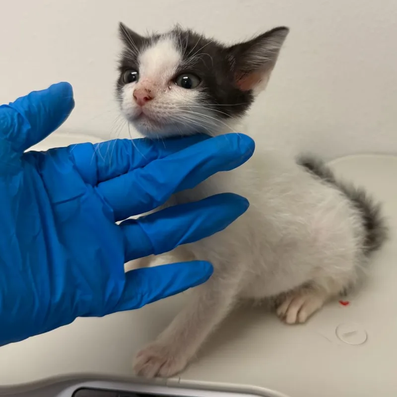 A baby small-sized female Domestic Short Hair cat named Dahlia D for adoption in Edinburg, TX