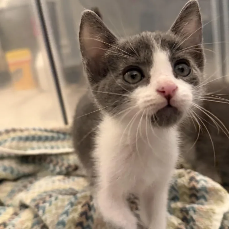 A baby small-sized female Gray / Blue / Silver Domestic Short Hair cat named Matilda for adoption in Tustin, CA