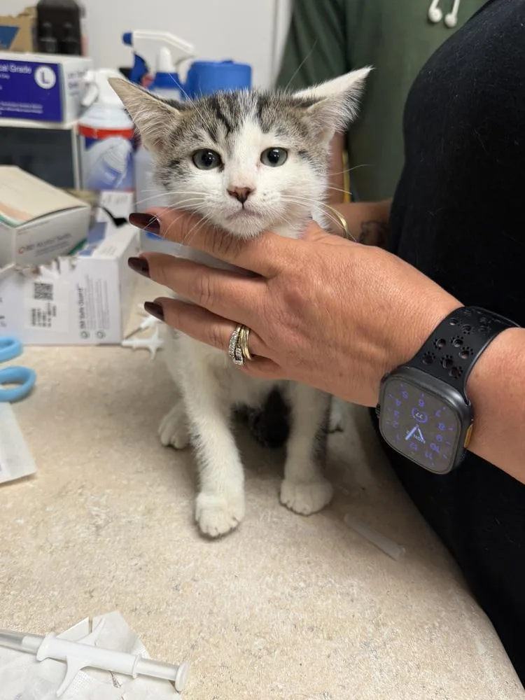 A baby small-sized male Domestic Short Hair cat named Bart for adoption in Ontario, CA