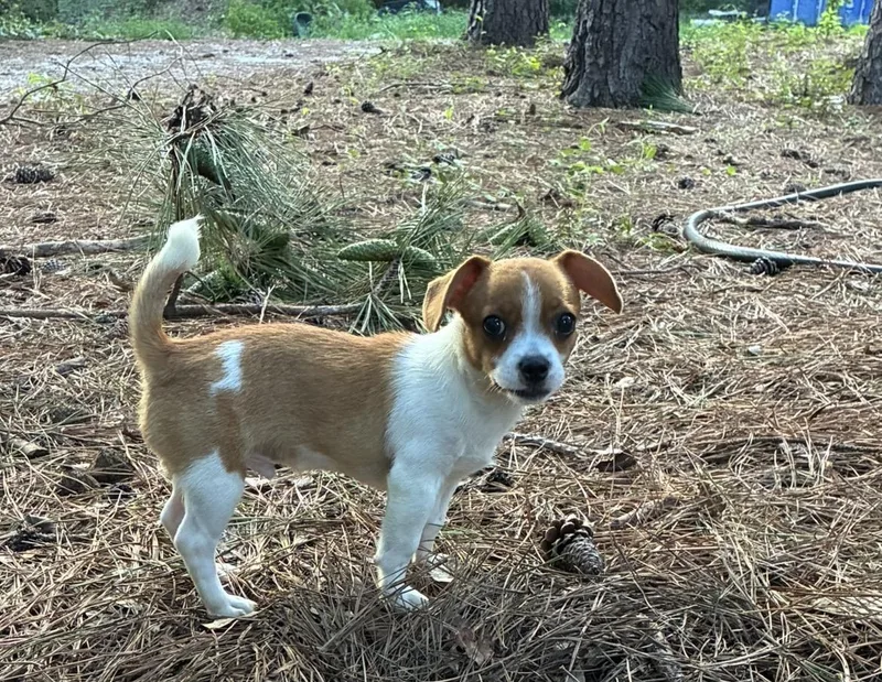 A young small-sized male Red / Chestnut / Orange Chihuahua dog named Stitch for adoption in Rock Hill, SC