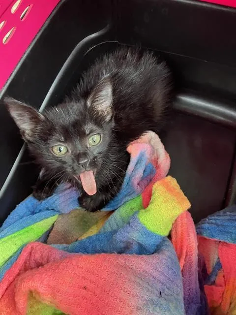 A baby small-sized female Domestic Medium Hair cat named Raven for adoption in Dallas, TX