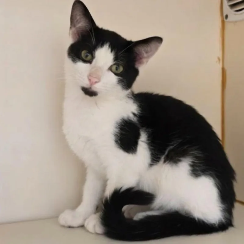 A baby small-sized male Black Domestic Short Hair cat named Cinnabon for adoption in South Elgin, IL