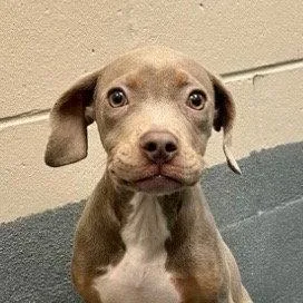 A baby medium-sized female Terrier dog named Gracie for adoption in Bloomfield, CT