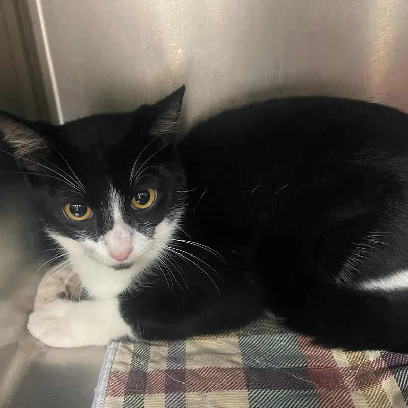 A young medium-sized male Domestic Short Hair cat named Jeeves for adoption in Valley, AL