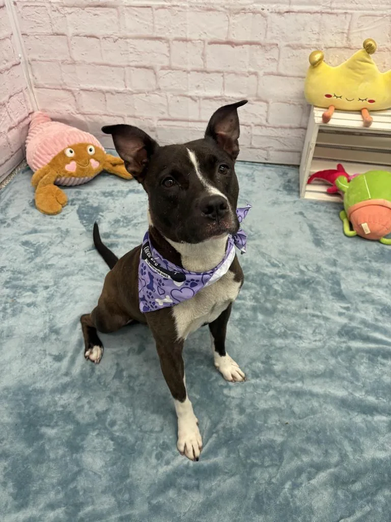 An adult medium-sized female Mixed Breed dog named Applebees for adoption in Detroit, MI