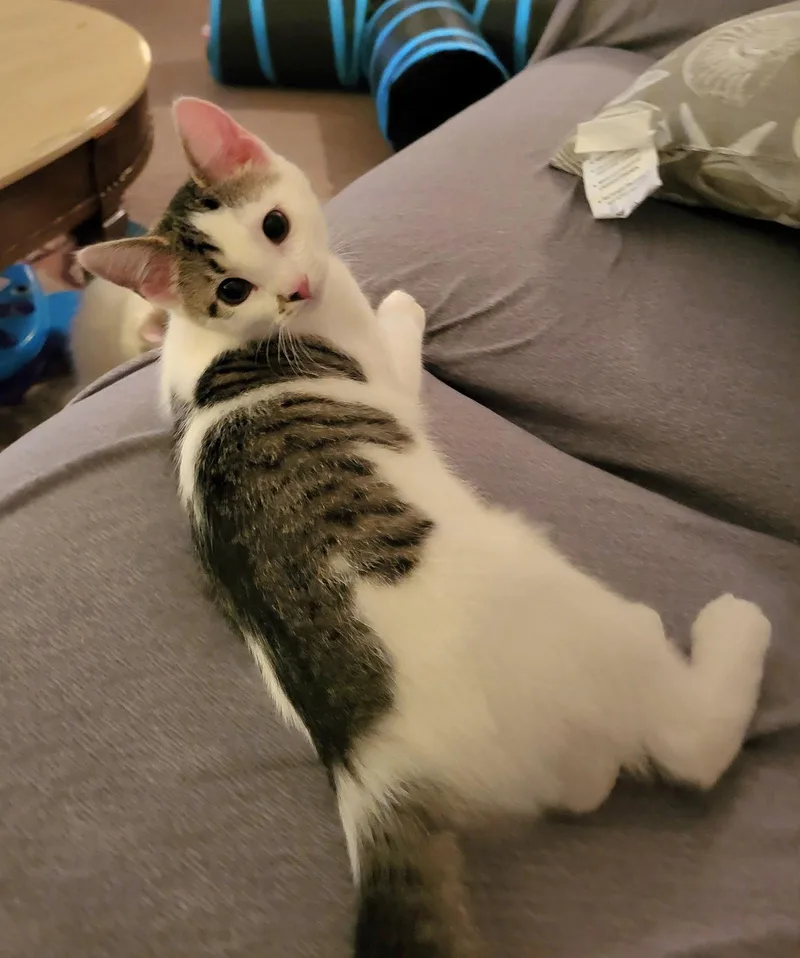 A young medium-sized female Domestic Short Hair cat named Jacqueline for adoption in Whitehall, PA