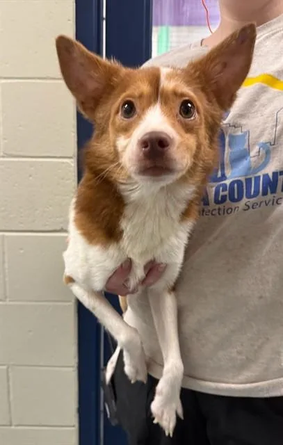 A young small-sized male Australian Cattle Dog / Blue Heeler dog named Sprout for adoption in Peoria, IL