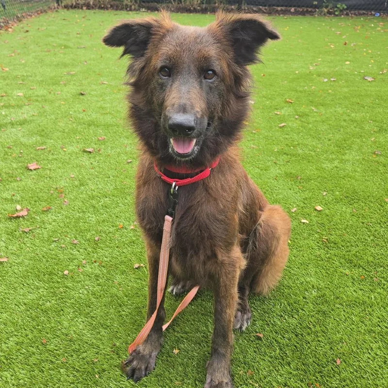 An adult medium-sized female Belgian Shepherd / Tervuren dog named Elena for adoption in Briarcliff Manor, NY