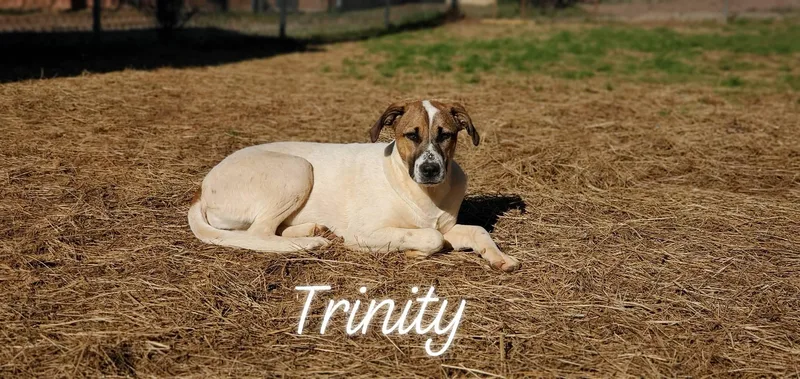 Trinity