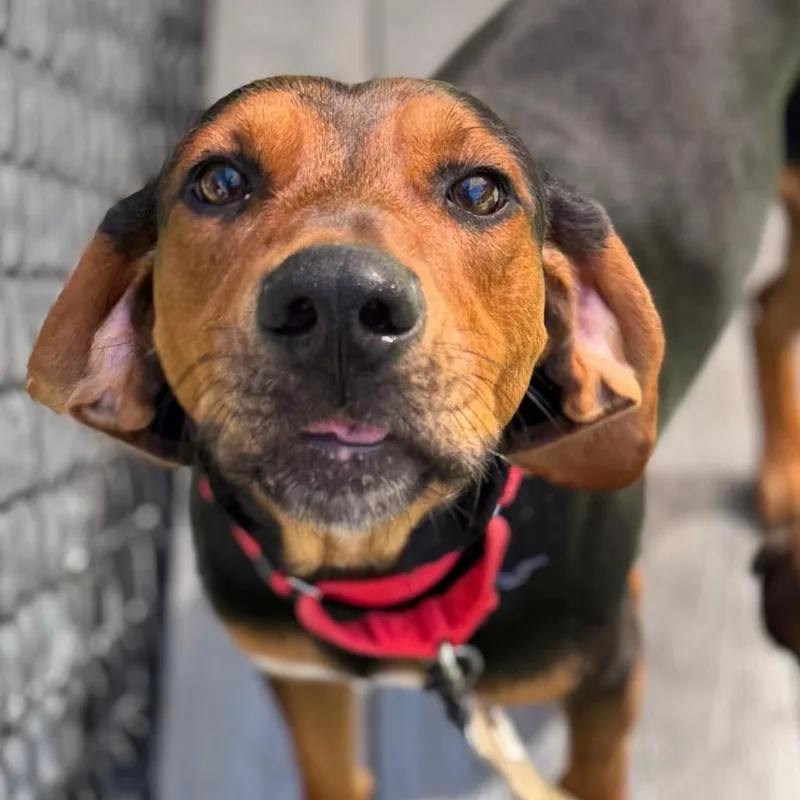 An adult medium-sized male Black Mixed Breed dog named Daryl for adoption in Asheville, NC