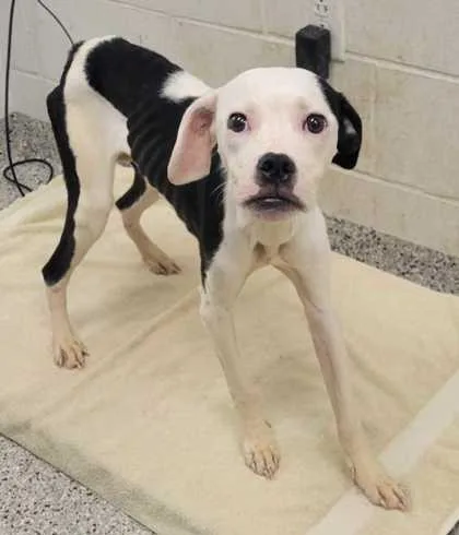 A young small-sized female Pit Bull Terrier dog named Ladybug for adoption in Kansas City, MO