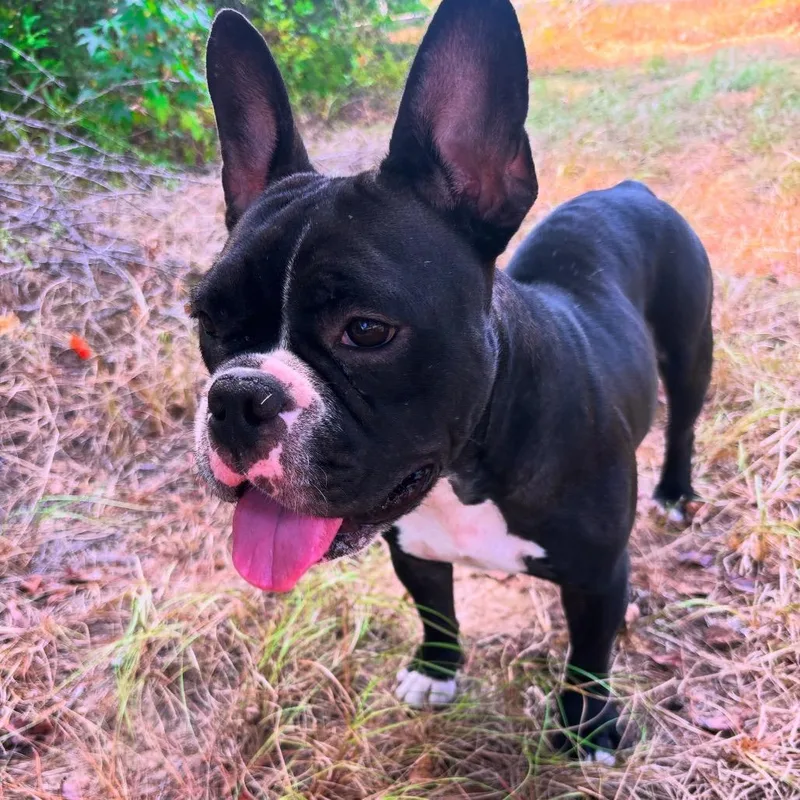 An adult medium-sized female Black French Bulldog dog named Millie for adoption in Montgomery, TX