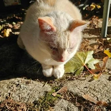 An adult medium-sized male Domestic Short Hair cat named Casper for adoption in Springfield, OR