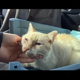 Casper thumbnail 2