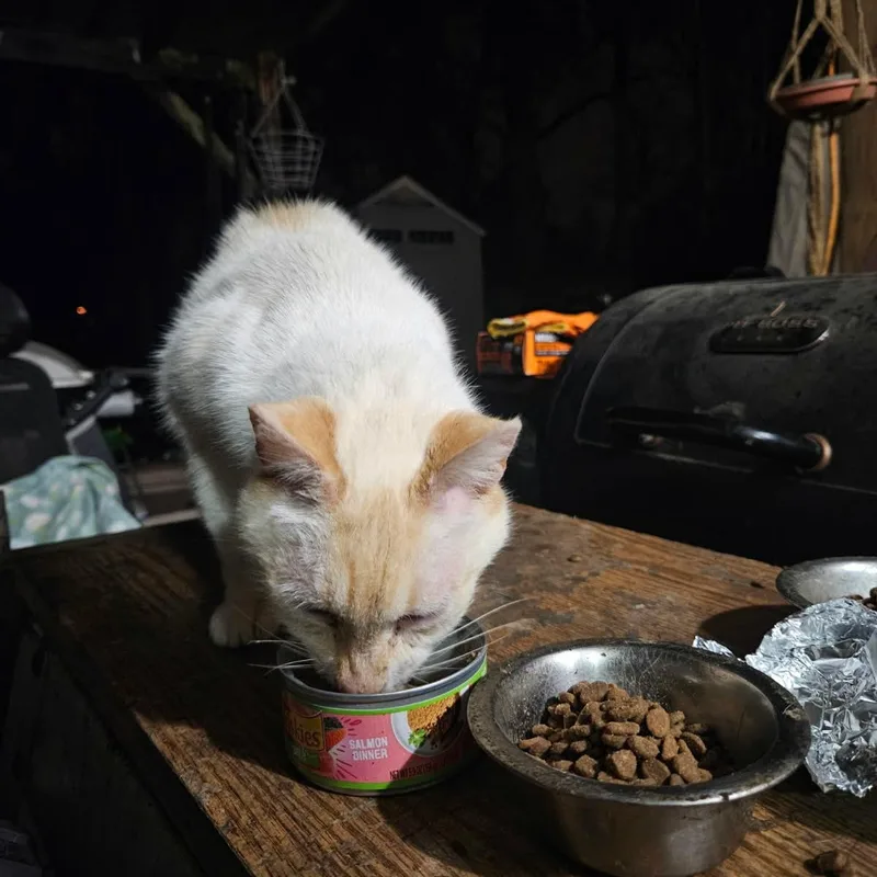 Casper thumbnail 3