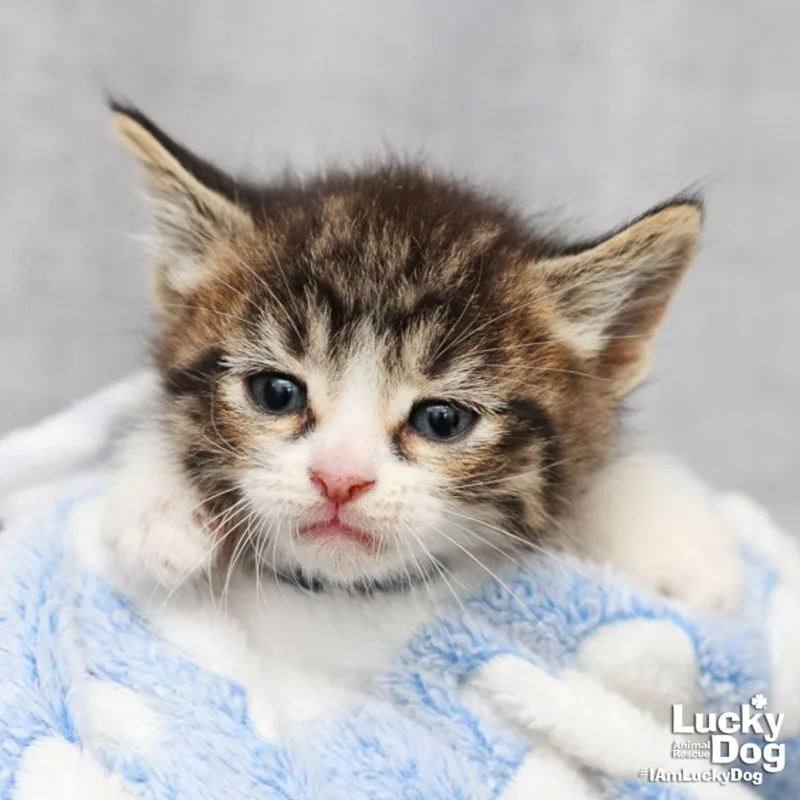 A baby medium-sized male Domestic Short Hair cat named Finley for adoption in Washington, DC