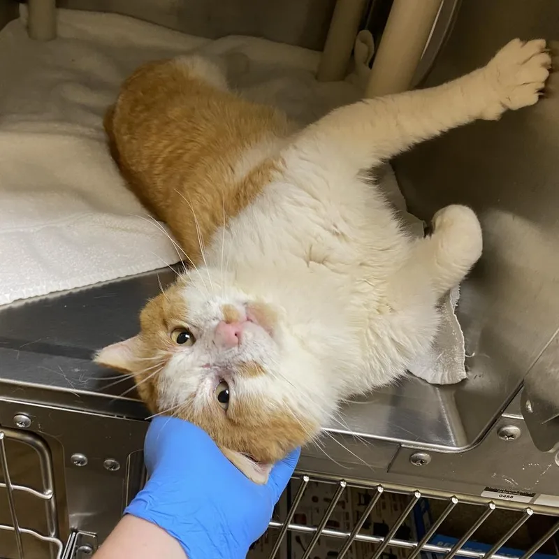 Scarface thumbnail 2