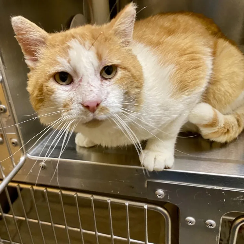 Scarface thumbnail 3