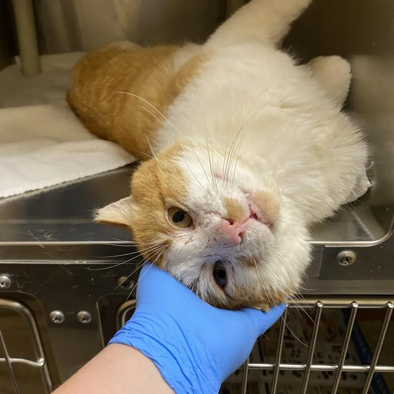 Scarface thumbnail 4