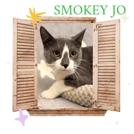 A baby medium-sized male Domestic Medium Hair cat named Smokey Jo for adoption in Rensselaer, IN