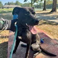 An adult medium-sized female Black Mixed Breed dog named Meeka for adoption in Pine Bluff, AR
