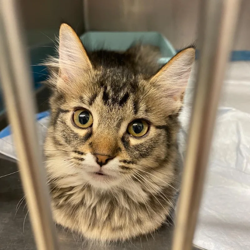 A baby small-sized female Domestic Medium Hair cat named Orange for adoption in Huntsville, AL
