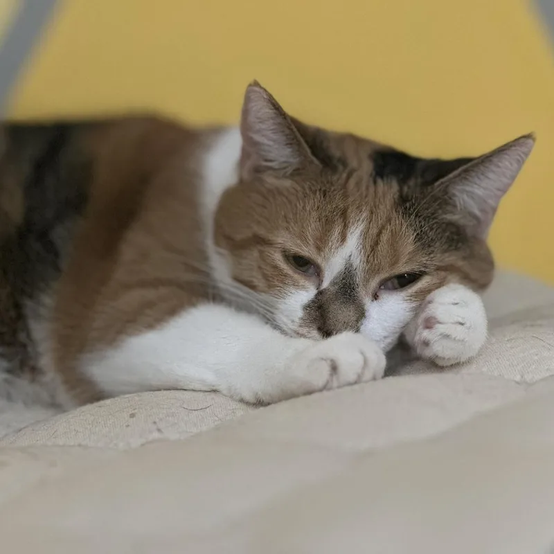 Annie thumbnail 5