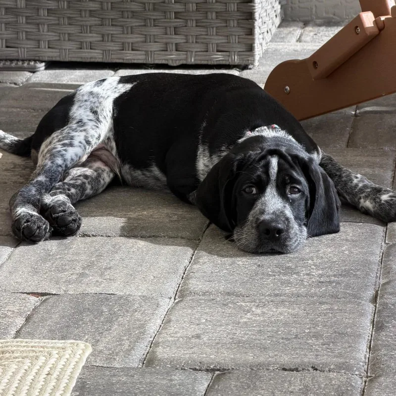 A baby small-sized male Black Pointer dog named Tater for adoption in Sarasota, FL