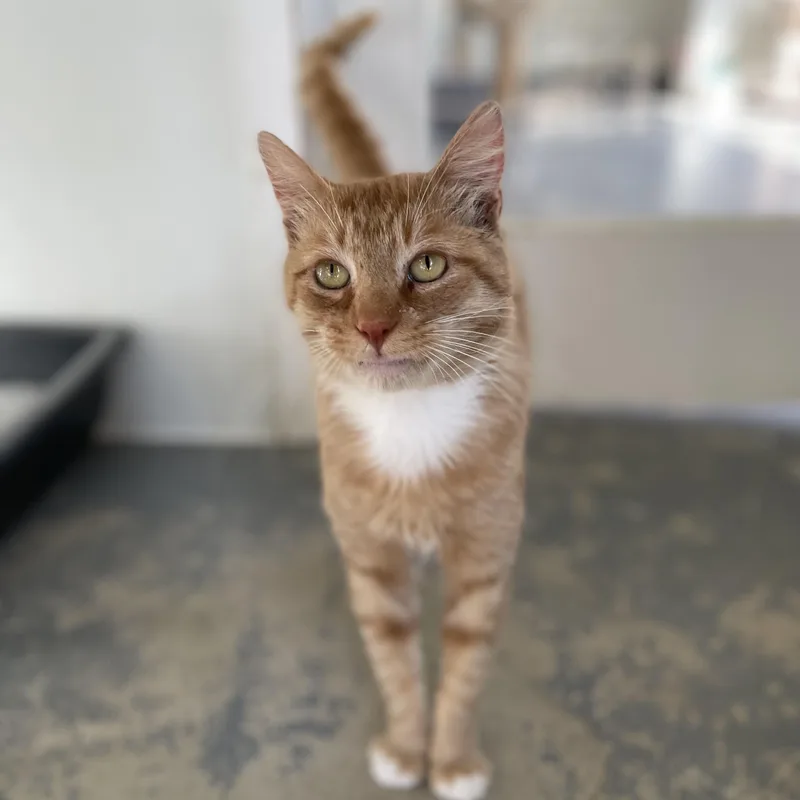 Sundance thumbnail 3